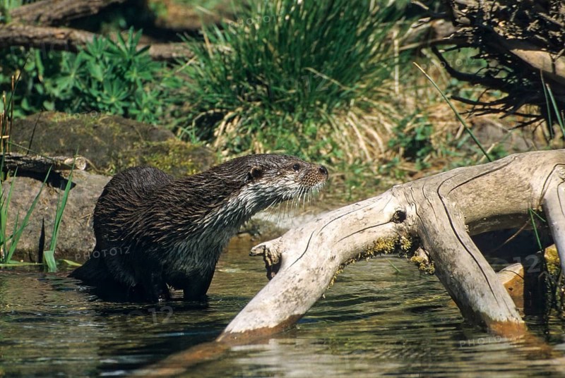 Carnivora, Eurasian otters, Lutra Lutra, predators, mammals, martens, raptors, mammals