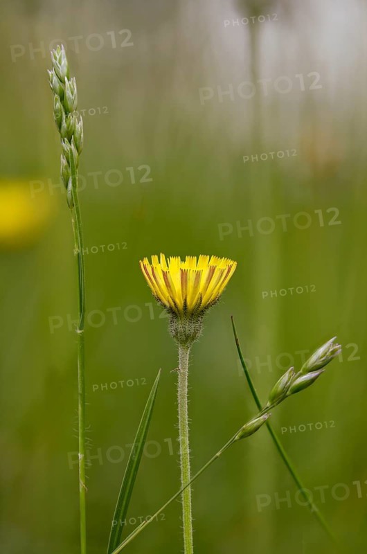 Asteraceae, danthonia decumbens, three-toothed, hawkweed, hieracium pilosella, small hawkweed, daisy, long-haired hawkweed, recumbent three-toothed, mouse-eared hawkweed, pilosella officinarum, poaceae, sweet grasses, flora, heath grass, heath-grass, high size, portrait format, Mouse-ear hawkweed, plants, staggers grass
