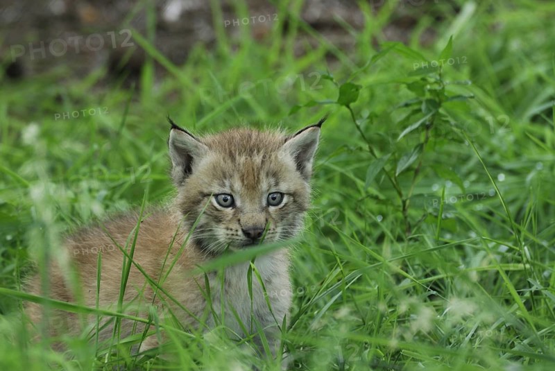 Young wild cat, animals, mammals, cats, wildlife, young animal, baby animal