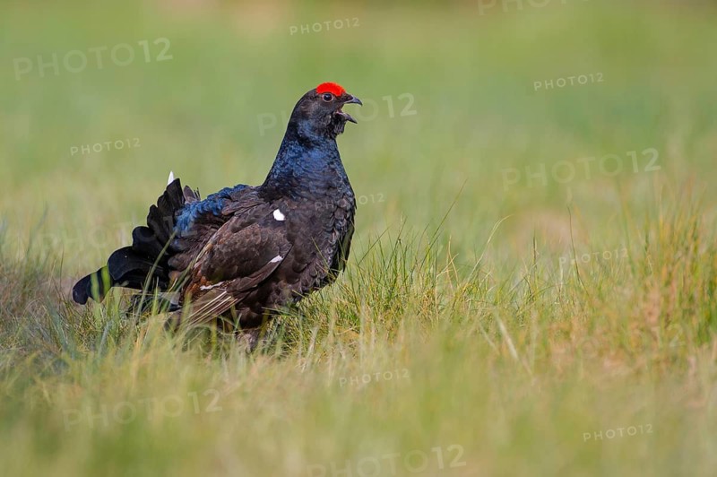 A displaying black grouse (Lyrurus tetrix), Goldenstedt, Lower Saxony, Germany