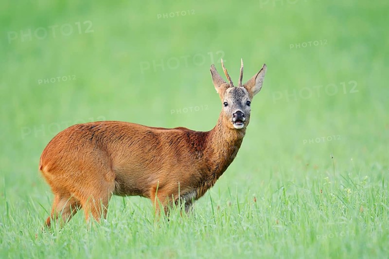European roe deer (Capreolus capreolus), a roebuck standing in a meadow and snorting, North Rhine-Westphalia, Germany