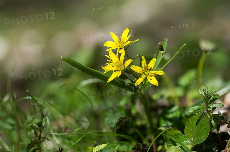 Gagea lutea, common yellow star, liliaceae, lily family, forest yellow star, yellow star of Bethlehem, flora, plants, plants