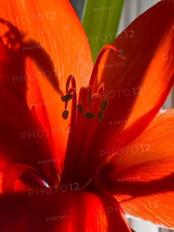 Belladonna lily (Amaryllis belladonna)