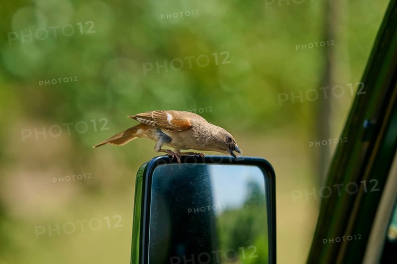 A bird perched on a car wing mirror in a green, natural setting: a grey-headed sparrow (Passer griseus), Masai Mara National Reserve, Narok County, Kenya
