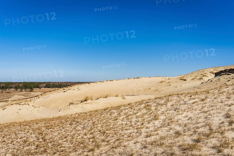 The Gray Dunes, or the Dead Dunes is sandy hills with a bit of green specks at the Lithuanian side of the Curonian Spit, Expansive sand dunes under a clear blue sky with sparse dry grass, Curonian Spit, Neringa, Lithuania