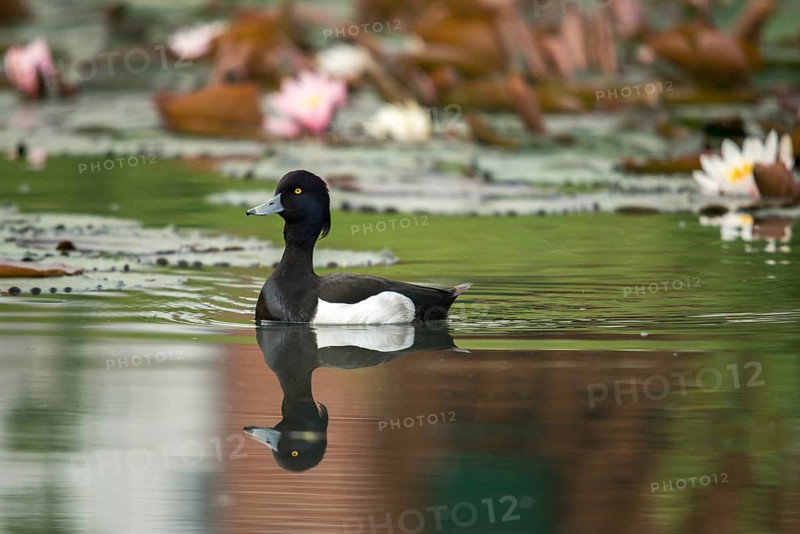 Aythya fuligula, heron duck, tufted duck, anatidae, birds, ducks, ducks, ducks, male, birds, waterbirds, waterbirds