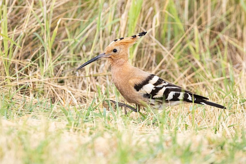 Hoopoe (Upupa epops) Hungary