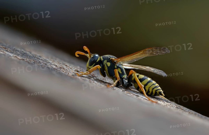 Brighter-colored paper wasp, French field wasp, gallic field wasp, house field wasp, hymenoptera, polistes dominula, vespidae, wrinkle wasp, field wasp, insects, insects