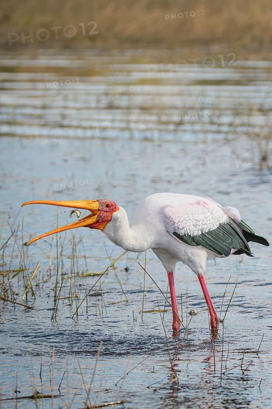 Marabou stork, (Leptoptilos crumenifer), catching a fish on the Chobe Riverfront, Chobe National Park, Botswana