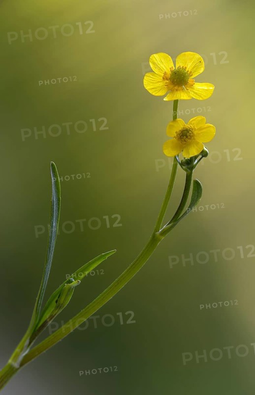 Burning buttercup, lesser spearwort, ranunculus flammula, banewort, flora, greater creeping spearwort, high size, portrait format, plants, plants