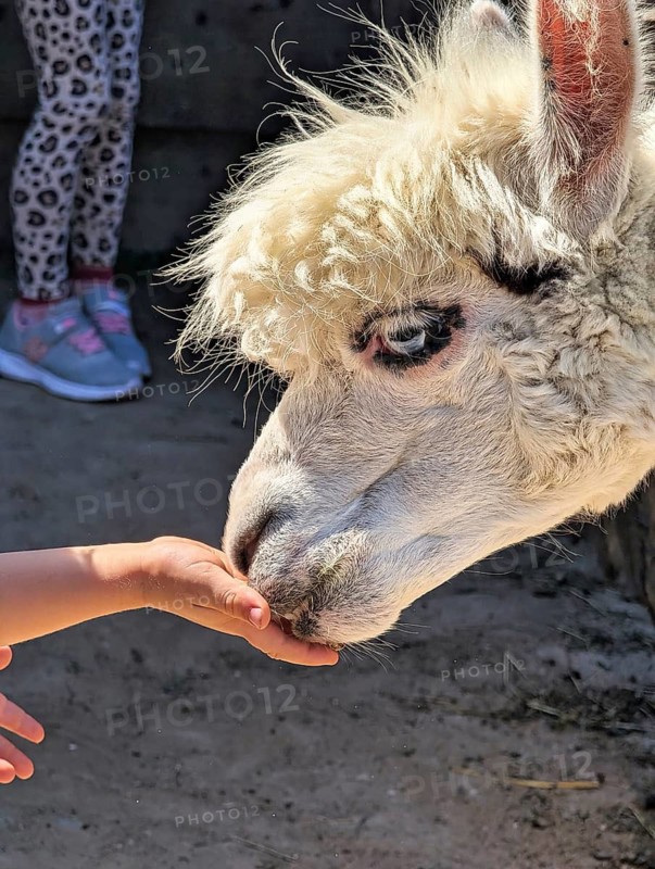A light-coloured alpaca (Vicugna pacos) cautiously eats food from a child's hand, feeding, interaction, stroking, bird park, Heiligenkirchen Flower Park, adventure park, Detmold, Germany