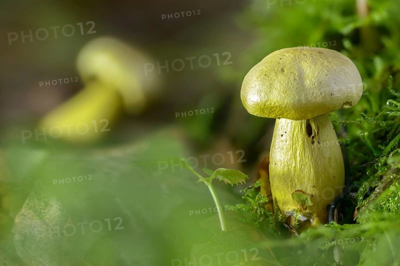 Agaricus sulphureus, gas agaric, common sulfur knight, gymnopus sulphureus, gyrophila sulphurea, knighthling, sulphur knight, tricholoma sulphureum, fungi, fungi, mushrooms