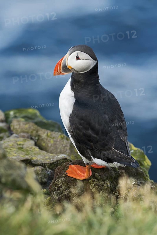 Atlantic Puffin (Fratercula arctica) on cliff, Iceland