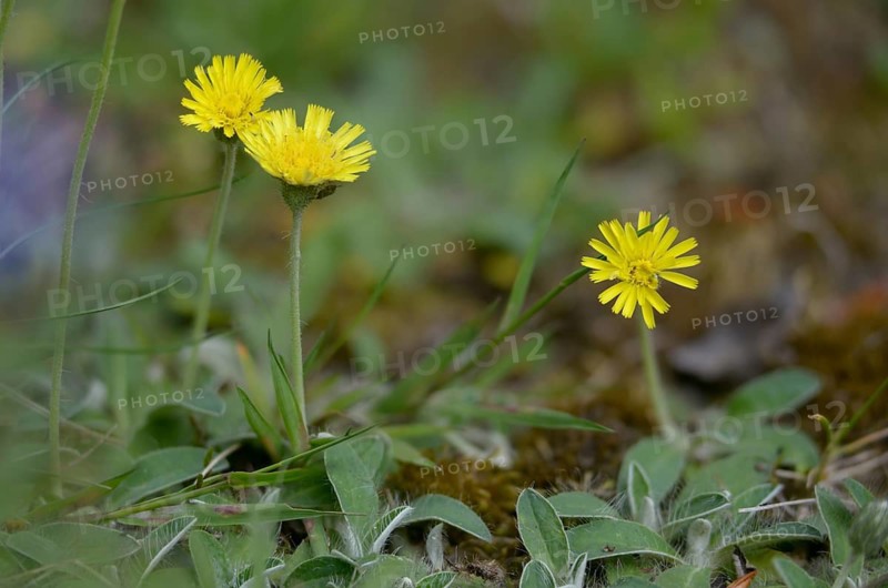 Asteraceae, hawkweed, hieracium pilosella, small hawkweed, daisy, long-haired hawkweed, mouse-ear hawkweed, pilosella officinarum, flora, mouse-ear hawkweed, plants, plants