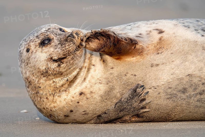 Common seal (Phoca vitulina), Heligoland, Schleswig-Holstein, Germany