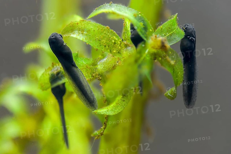 Bufo bufo, common toad, toad, amphibians, amphibians, one week old, larva, larva, amphibians