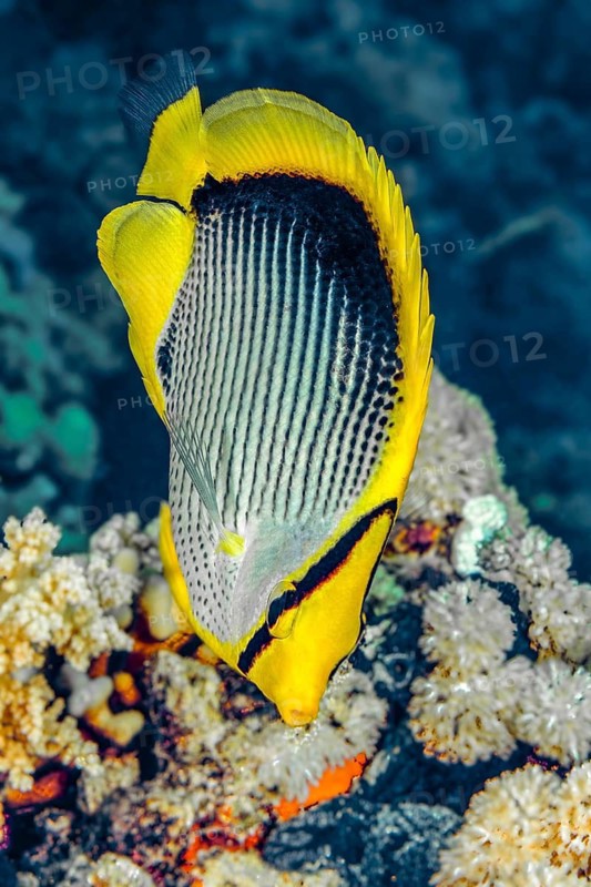 Underwater photograph of a black-backed butterflyfish (Chaetodon melannotus) and a striped butterflyfish in the Red Sea, Egypt