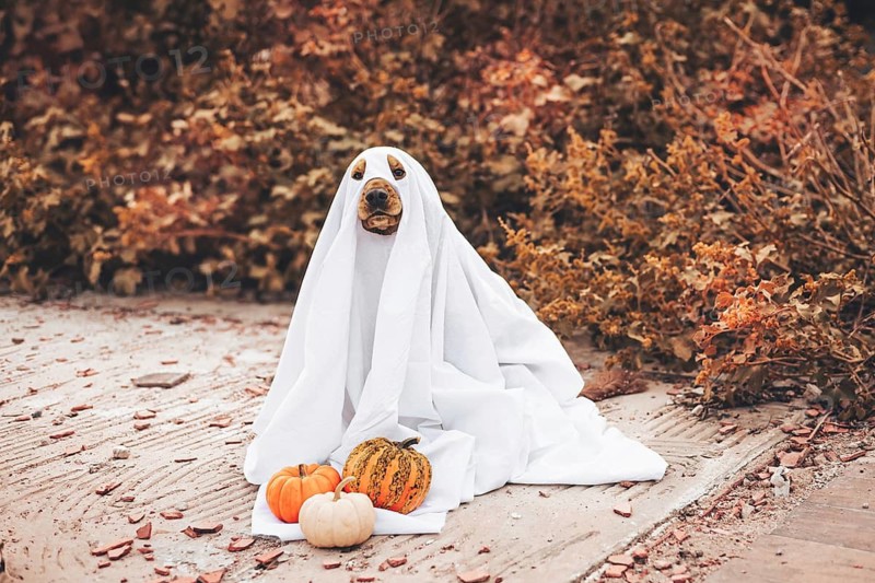A cocker spaniel dog dressed in a ghost costume sits on a path surrounded by autumn leaves and pumpkins. The scene captures a playful Halloween theme