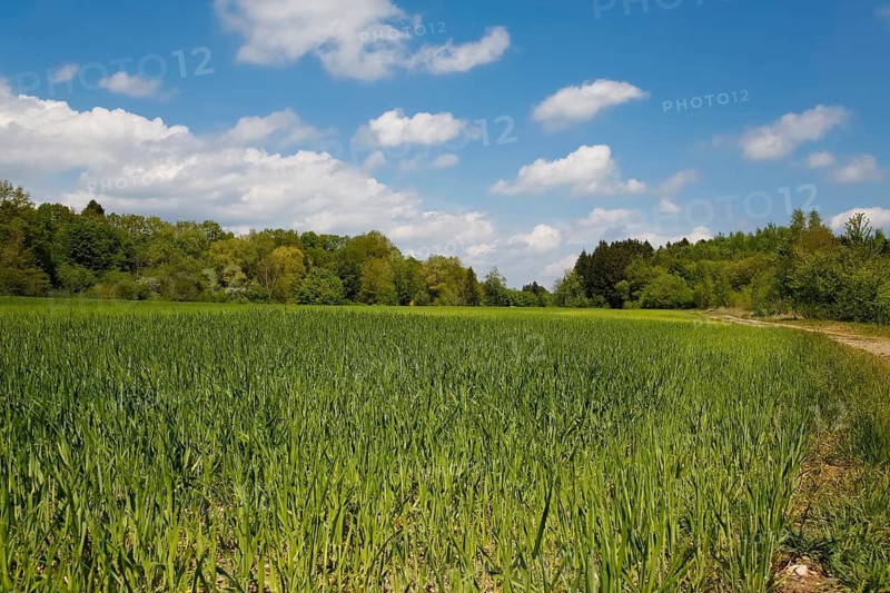 Field near quarry lake, green, blue sky, clouds, shrubs in the back, agricultural area, species protection, aquatic ecology, habitat, restoration, Laizer quarry lake, nature conservation in the Paultertal industrial park, Laiz-Inzigkofen, Sigmaringen district, Baden-Württemberg, Germany