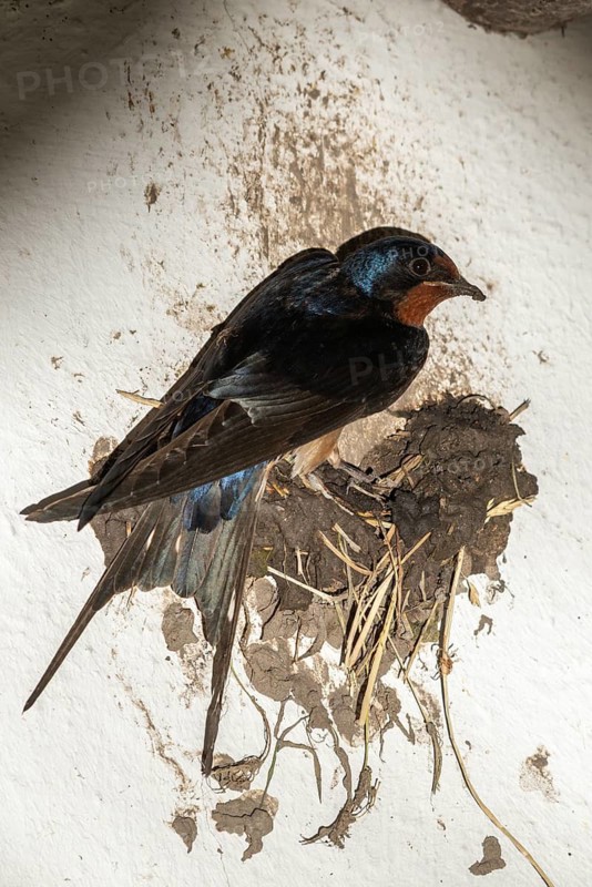 Hirundo rustica, barn swallow, birds, brood, high size, portrait format, nest building, passeri, swallows, songbirds, birds