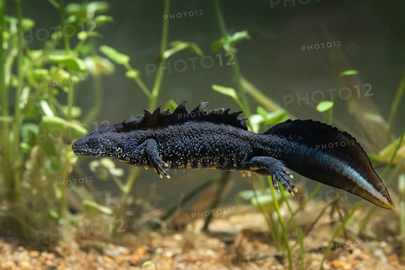 Great crested newt, crested newt, northern crested newt, Triturus cristatus, amphibians, amphibians, amphibians, amphibians, amphibians, male, newt, northern crested newt, warty newt