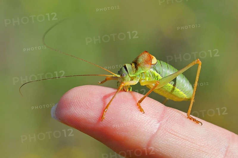Steppe saddle grasshopper (Ephippiger ephippiger), Male, in a vineyard, on Viper's bugloss (Echium vulgare), with bokeh in the background, for size comparison on a finger of a human hand, leaf-feeding grasshoppers, long-horned grasshoppers, Germany's Red List, specially protected species, critically endangered, Cochem, Moselle, Rhineland-Palatinate, Germany