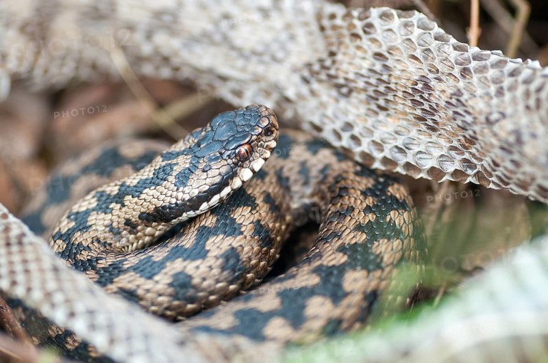 European adder, European viper, venomous snake, vipera berus, critters, poisonous, skin, molting, reptiles, male, reptilia, reptiles, snakes, slough, snakes