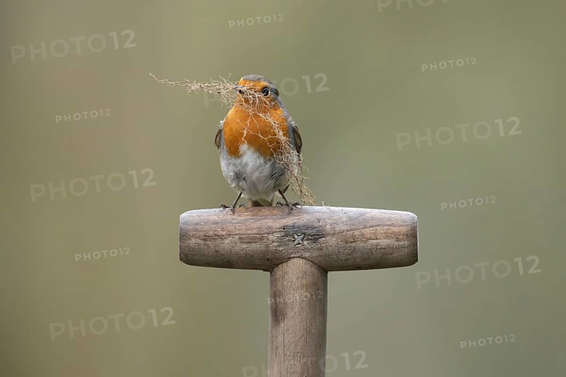 European robin (Erithacus rubecula) adult garden bird on a fork handle with nest material in its beak in spring, England, United Kingdom