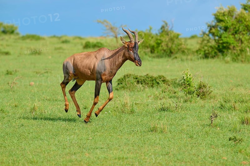 Antelopes on the move across a vast green landscape beneath a blue sky, Topi (Damaliscus lunatus jimela), Masai Mara National Reserve, Narok County, Kenya