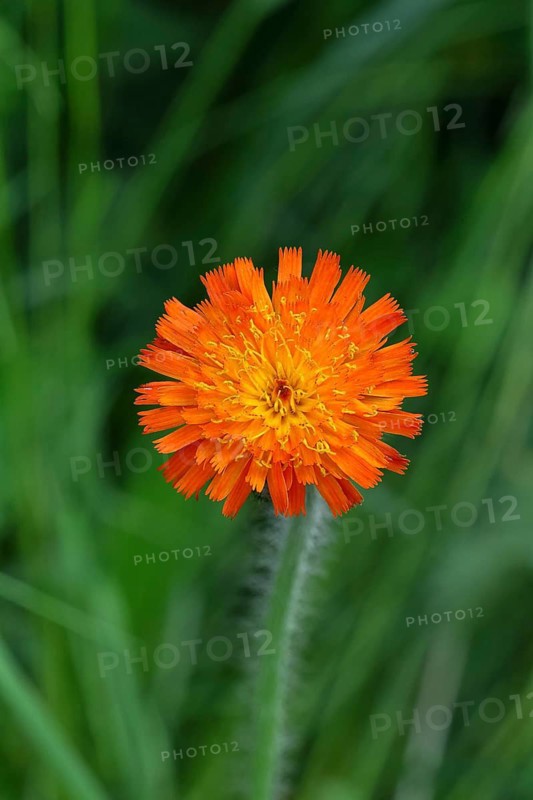 Orange hawkweed, orange-red hawkweed (Hieracium aurantiacum), flowering in a rough pasture, Wilnsdorf, North Rhine-Westphalia, Germany