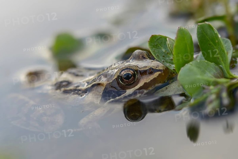 Moor frog, moor frog, rana arvalis, amphibians, amphibians, frog, frogs, amphibians
