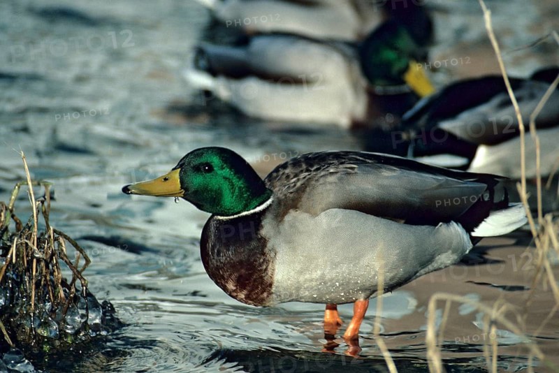 Anas platyrhynchos, mallard, mallard, anatidae, birds, breeding plumage, ducks, ducks, duck birds, leo, male, magnificent dress, birds, waterbirds, waterbirds