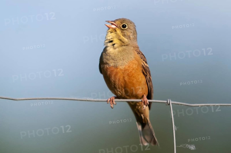 Emberiza hortulana, ortolan, ortolan bunting, birds, song, male, passeri, singing, songbirds, birds