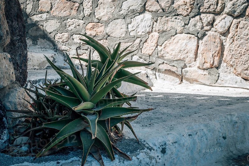 Green Aloe x delaetii bush grows on stone steps, An agave plant grows against a textured stone wall under soft sunlight, casting sharp shadows, Santorini, Greece