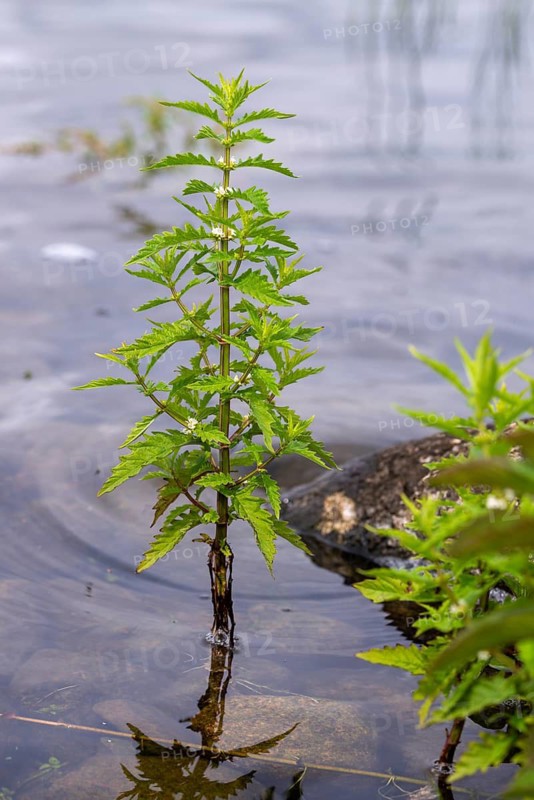 Common wolfstrapp, gypsy word, lycopus europaeus, shoreline wolfstrapp, flora, high size, portrait format, plants, plants