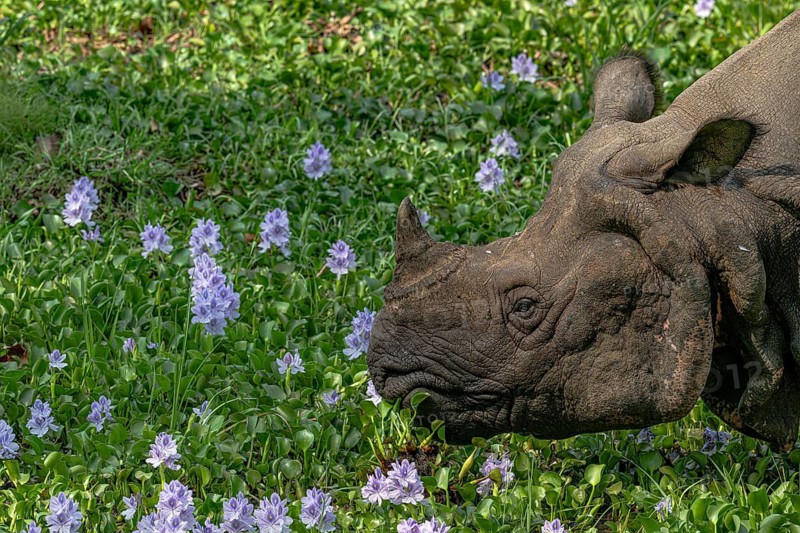 Rhinoceros, Rhinoceros unicornis, Indian rhinoceros, Chitwan National Park, Terai, Nepal