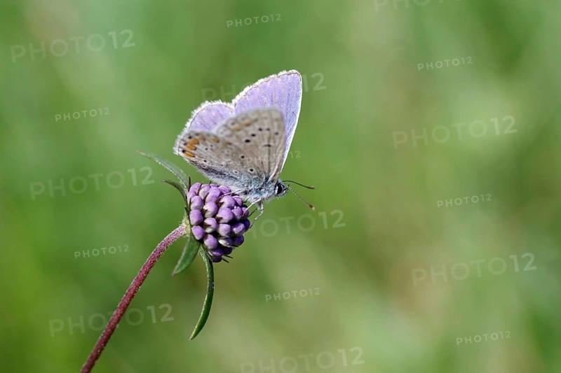 Common Blue (Polyommatus icarus), male, macro, scabious, nectar