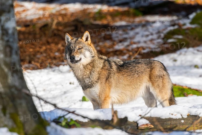 European gray wolf (Canis lupus lupus) standing in a forest in winter, snow, Bavaria, Germany
