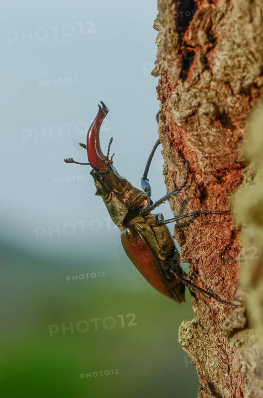 Thundergugi, firecracker, stag beetle, hornschröter, Lucanus cervus, Schröter, Beetle, Coleoptera, high size, portrait format, insects, beetles, male, stag beetle
