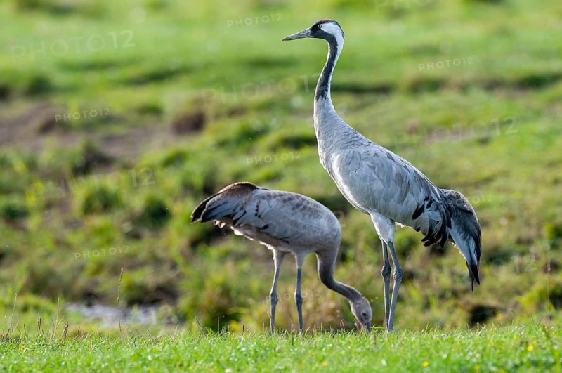 Cranes (Grus grus) leading their young across a meadow, Groß Mohrdorf, Lower Saxony, Germany