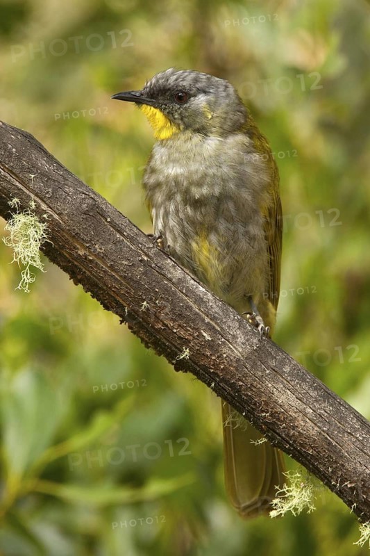 Yellow-throated Honeyeater (Nesoptilotis flavicollis), Tasmania, Australia