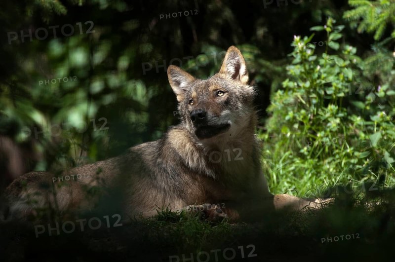 Canis lupus, carnivora, predators, wolves, mammals, raptors, mammals