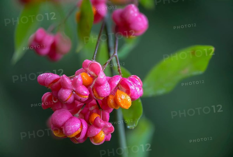 Celastraceae, Euonymus europaea, European Pfaffenhütchen, Pfaffenhütchen, Pfaffenkapperl, Pfaffenkäppchen, Spillbaum, Spindelshrub family, flora, plants, plants
