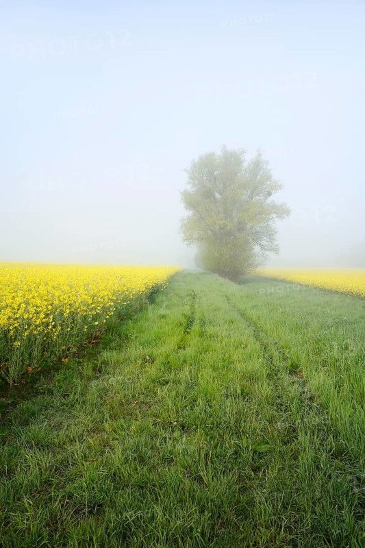 White willow (Salix alba) and a field of flowering rapeseed (Brassica napus) in the morning mist, North Rhine-Westphalia, Germany