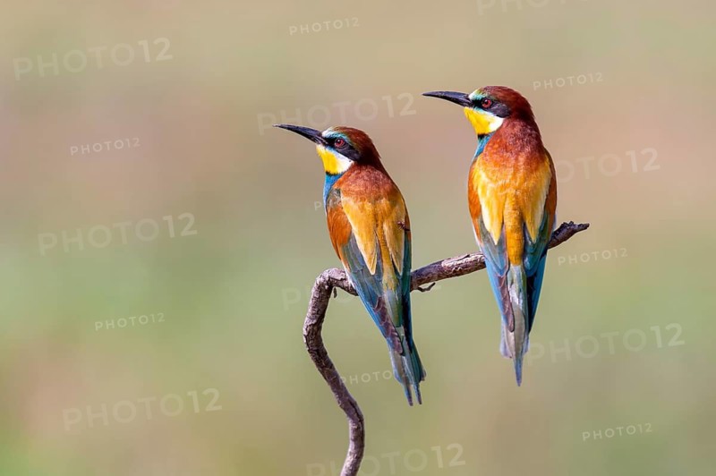 Two bee-eaters (Merops apiaster) on a perch during the breeding season, Vechta, Lower Saxony, Germany