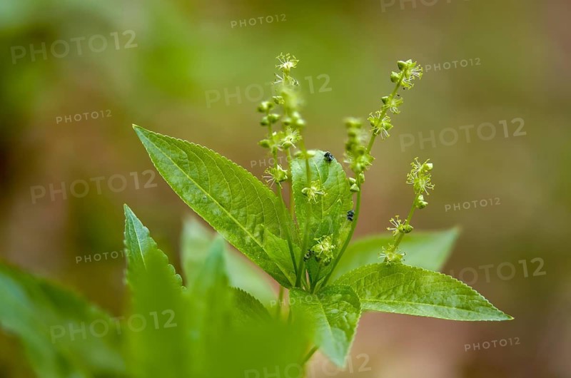 Perennial bingel herb, perennial bingel herb, dog's mercury, mercurialis perennis, mercurialis perennis agg., wild bingel herb, wild hemp, flora, plants, plants