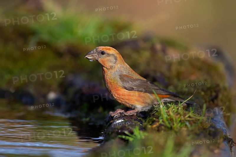 Common crossbill (Loxia curvirostra) adult male bird drinking water at a woodland pool, England, United Kingdom
