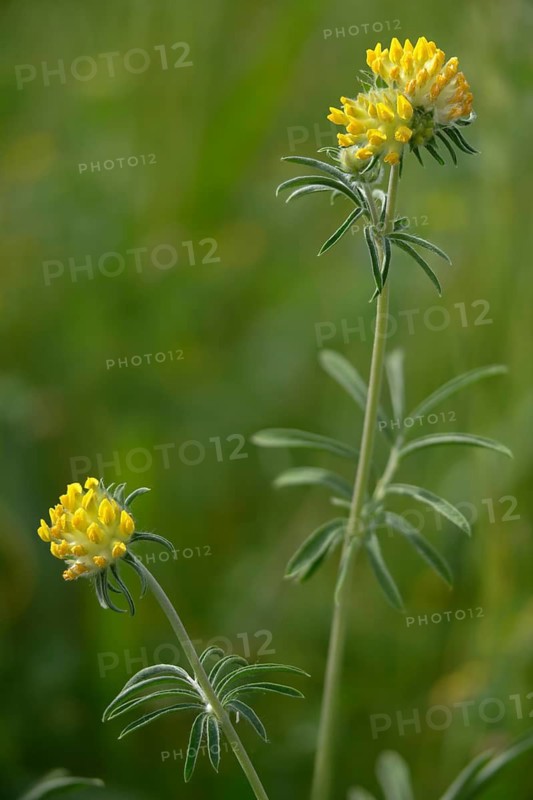 Anthyllis Vulneraria, Common Wound Clover, Fabaceae, Common Wound Clover, Butterfly Blossoms, Pine Clover, Common Kidneyvetch, Flora, High Size, Portrait, Kidney Vetch, Plants, Woundwort