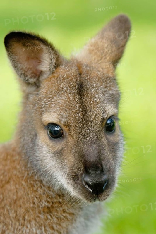 Bennet kangaroo, Maccropus rufogriseus, Bennet wallaby, Australia
