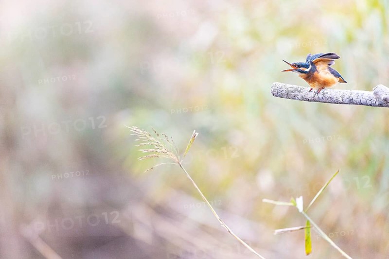 Kingfisher (Alcedo atthis) wbl Germany